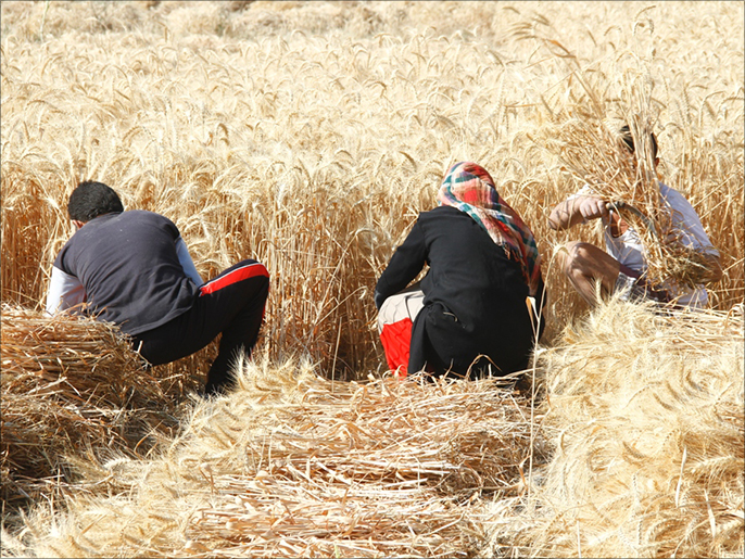إنتاج مصر من القمح لا يكفي لتغطية احتياجاتها (الجزيرة نت)