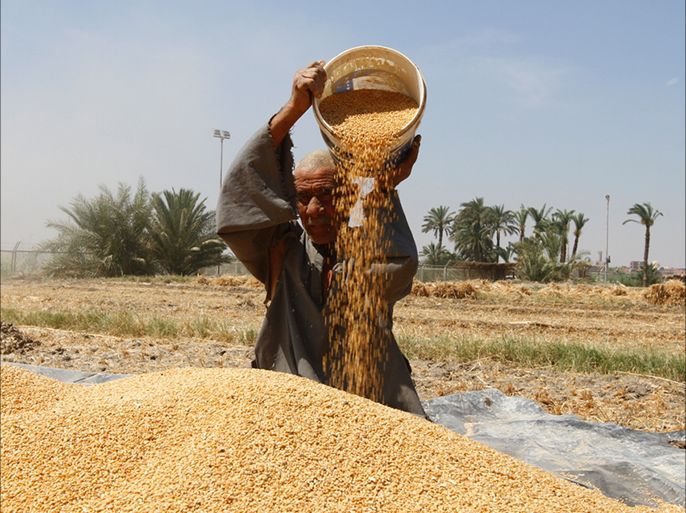 أراضي زراعية تنتج القمح-مخزون القمح المصري على وشك النفاذ (2)