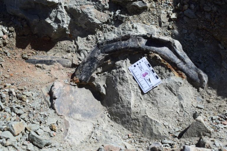 نوع جديد من الديناصور المدرعة العاشب يتم اكتشافها بالمغرب يعود تاريخها إلى 165 مليون سنة (الجزيرة).