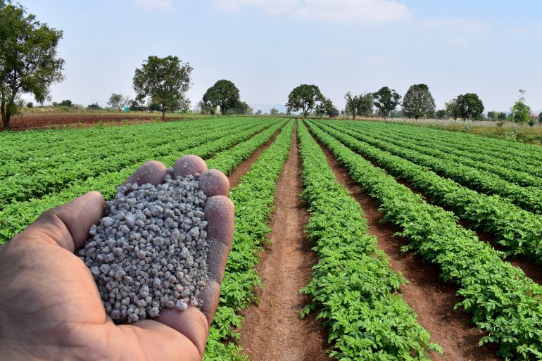 Hand holding agriculture fertilizer or fertiliser granules with background of farm or field. Concept of role and importance of fertilisers in Agriculture. It plays vital role in plant growth.